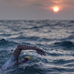 swimming in the English Channel